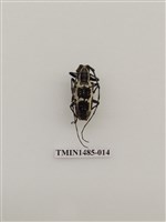 藏品(天牛科(四)泰國)的圖片